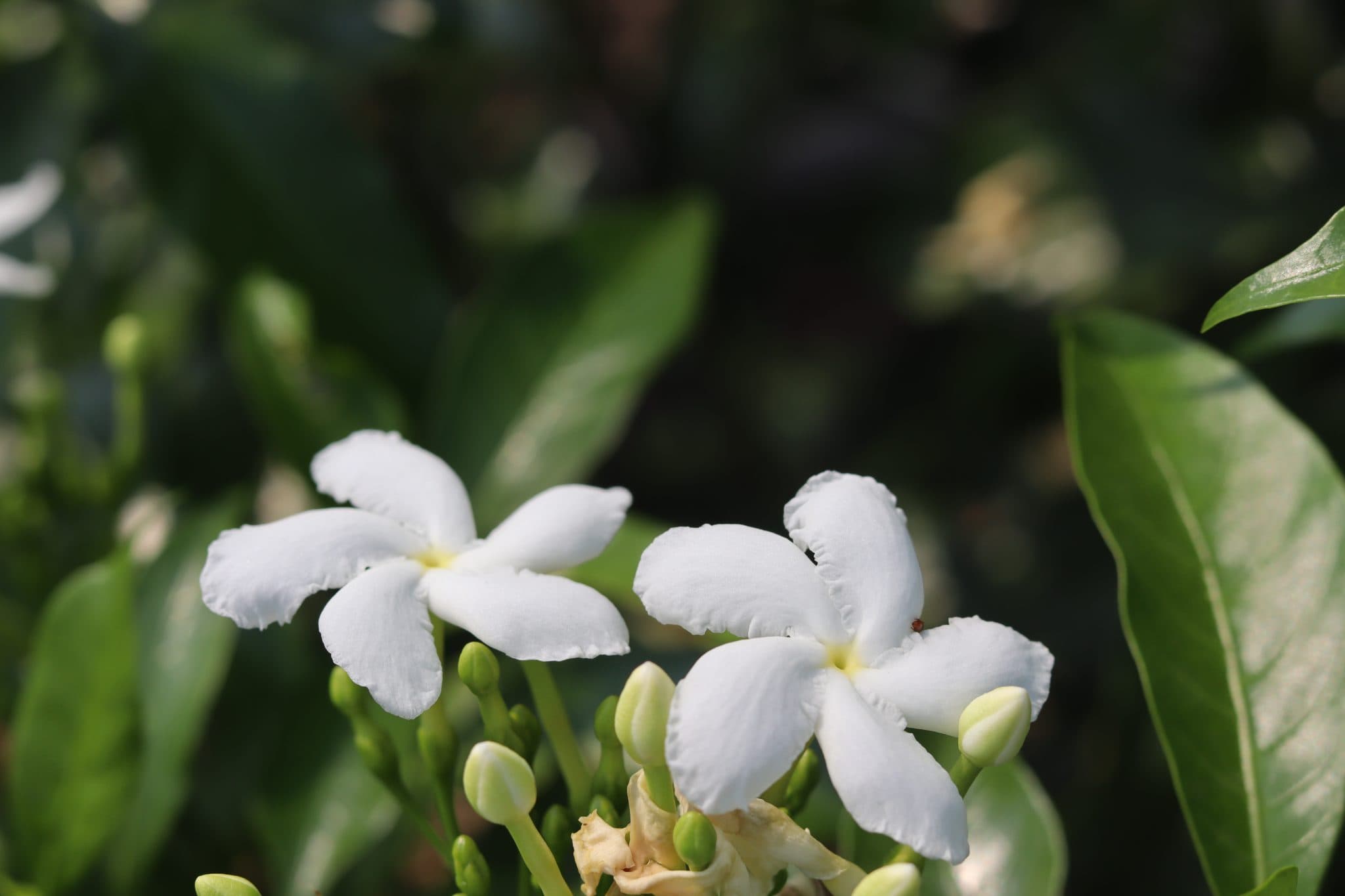 两朵盛开的白色茉莉花